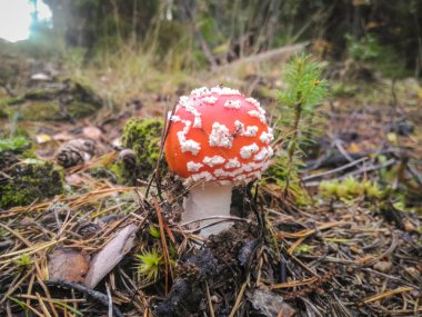 Sinek agaric sonbahar orman, mantar, yakın çekim. Kimse