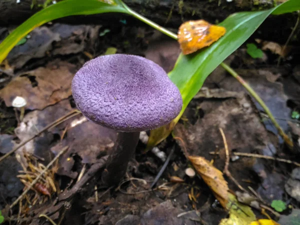 Purpurfarbener Pilz Agaricus Violaceus Herbstlichen Wald Aus Nächster Nähe — Stockfoto