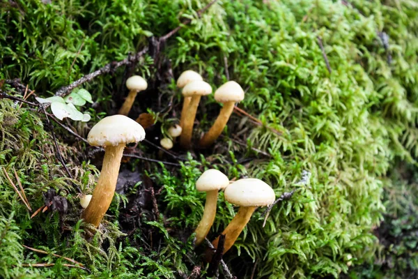 Agaric Honey Forest Close — Stock Photo, Image