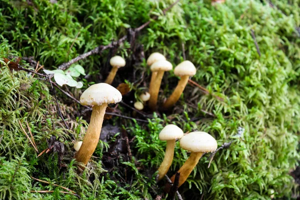 Young honey agaric in the forest close-up — Stock Photo, Image