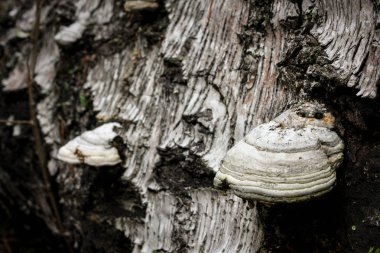 Eski düşmüş huş Fomes fomentarius veya çıra mantarlar