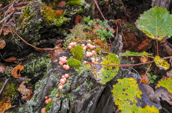 Wolf'un süt yakın çekim bilinen Lycogala epidendrum sümük kalıp