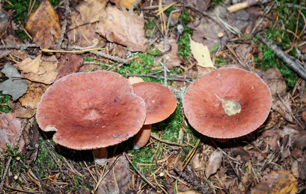 Lactarius Rufus. Jamur yang bisa dimakan untuk acar di hutan musim gugur — Stok Foto