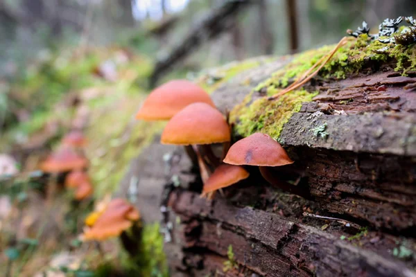 Group Mushrooms Grows Rotten Tree Background Autumn Forest — Stock Photo, Image