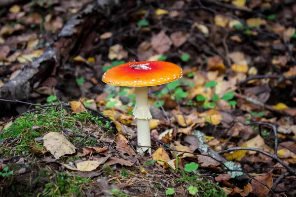 Amanita Muscaria. Vermelho venenoso mosca Agaric cogumelo na floresta — Fotografia de Stock