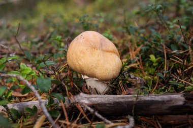Yenilebilir genç mantar Rozites caperatus bir sonbahar ormanda büyürken kapatın