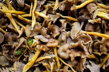 Bir gıda arka plan ile lots-in Cantharellus Tubaeformis vurdu. Yakın çekim.