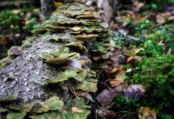 Trametes Versicolor Znany Również Jako Coriolus Versicolor Pstry Grzyba Polyporus — Zdjęcie stockowe