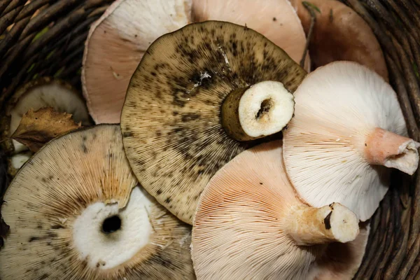 Cogumelos Comestíveis Gênero Lactarius Uma Cesta Close — Fotografia de Stock