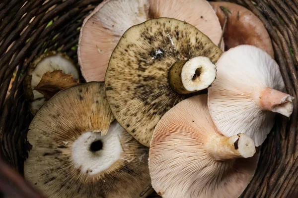 Cogumelos Comestíveis Gênero Lactarius Uma Cesta Close — Fotografia de Stock