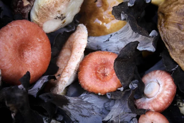 Verscheidenheid Aan Rauwe Eetbare Paddestoelen Dichtbij Bij Daglicht — Stockfoto