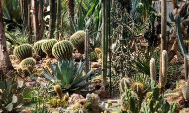 Çeşitli kaktüsler, Agav'lar ve succulents Botanik Bahçe Bahçe