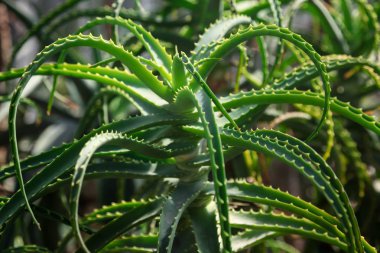 Bir büyük aloe tıbbi bitki botanik bahçesi içinde