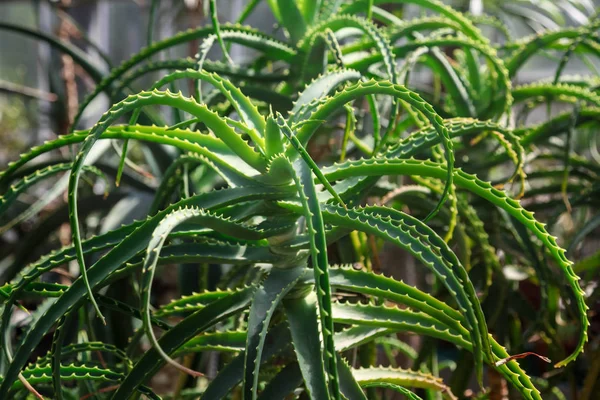 Uma Grande Planta Medicinal Aloés Jardim Botânico Dia Ensolarado Verão — Fotografia de Stock