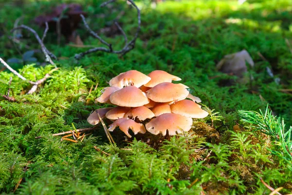 Pilzgruppe im grünen Moos an einem sonnigen Tag — Stockfoto