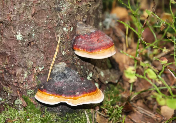 El gran hongo de yesca en un árbol muerto en el bosque — Foto de Stock