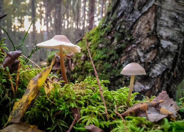 A group of inedible mushrooms growing in the autumn forest — Stock Photo, Image