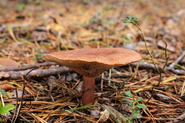 A brown mushroom surrounded by fallen pine needles. Bodies of mushrooms in a pine forest — Stock Photo, Image