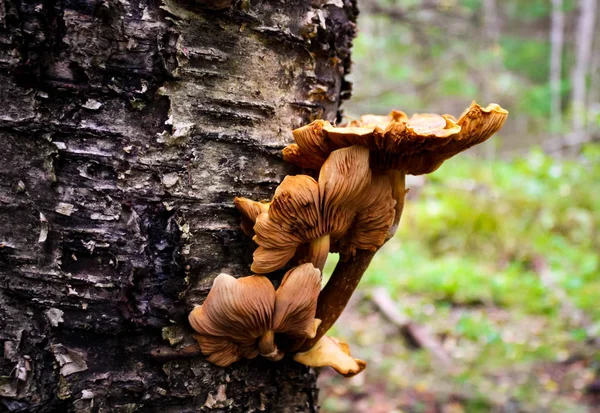 A few mushrooms growing on a dead birch tree — Stock Photo, Image