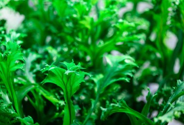 parkta genç taze bitki örtüsü parlak arka plan