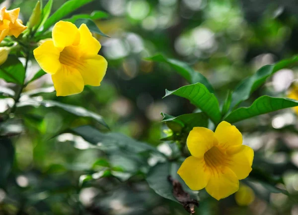 Flores tropicais amarelas brilhantes em um dia ensolarado — Fotografia de Stock