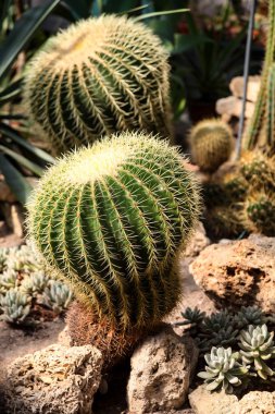 iki büyük yeşil kaktüs bir resim