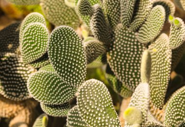 Güneşli bir günde sıcak çölde yeşil kaktüs.