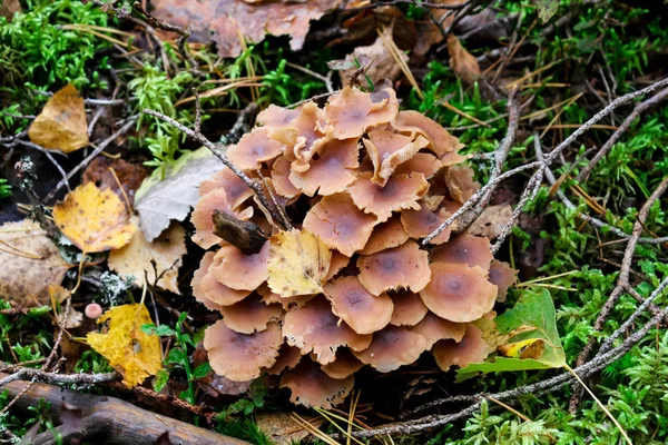 Pilze wachsen im herbstlichen Wald. Nahaufnahme — Stockfoto