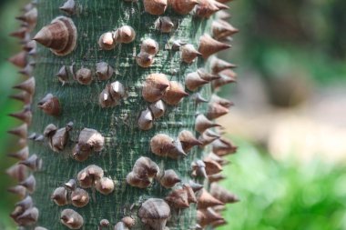 Pamuk Ağacı Celiba Speciosa, dikenli gövde. Close