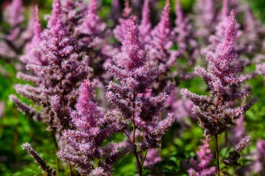Bahçede renkli Celosia argentea. doğal arka plan