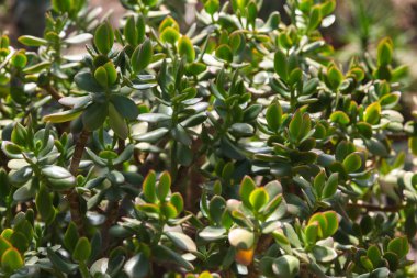 Güneşli bir günde Botanik bahçesinde sulu