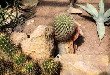 güneşli bir günde çölde kaktüsler ve sulu