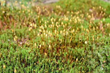 Güneşli bir günde ormanda çiçekli yosun