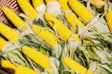 sepet yakın olgun sarı mısır