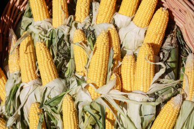 sepet yakın olgun sarı mısır