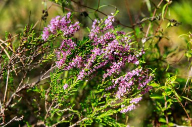 Doğu Finlandiya ormanlarında Heather