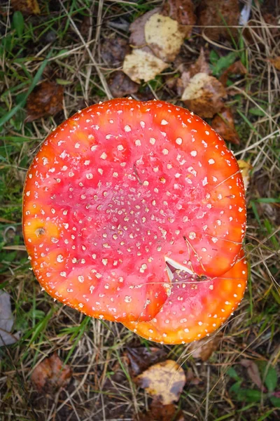 Fly agaric or fly Amanita muscaria — стоковое фото