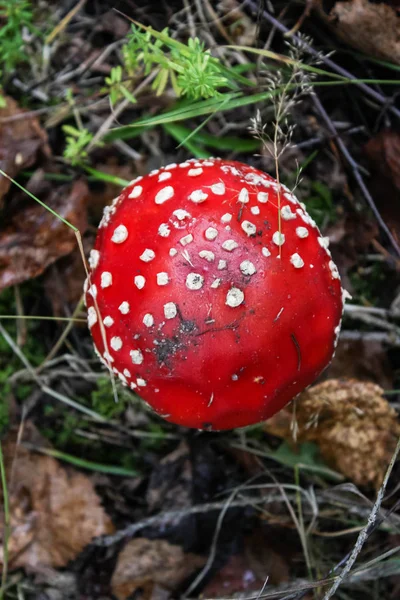 Mosca agárica ou mosca Amanita cogumelo, Amanita muscaria — Fotografia de Stock