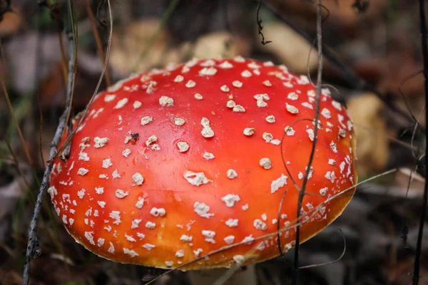 나르기아 릭 또는 비행 Amanita 버섯 , Amanita muscaria — 스톡 사진