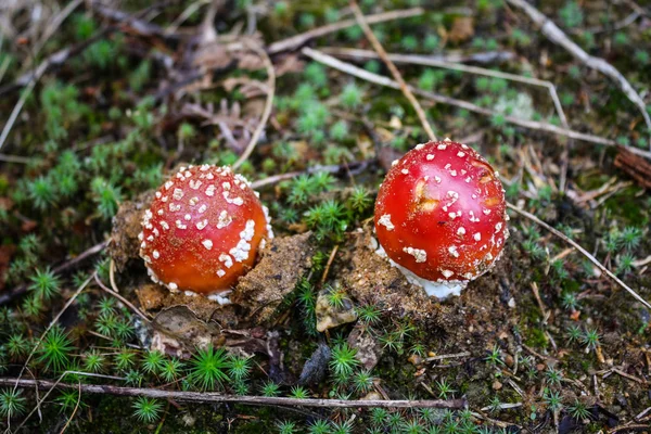 Fly agaric or fly Amanita muscaria — стоковое фото