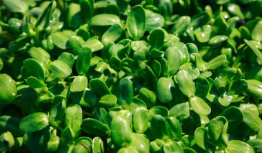 Ayçiçeği microgreen yoğun filizorganik bebek ayçiçeği sürgünler.