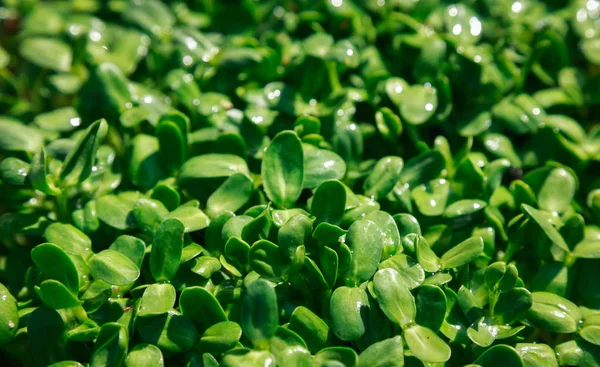 Ayçiçeği microgreen yoğun filizorganik bebek ayçiçeği sürgünler.