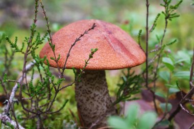 Sonbahar ormanında turuncu bardak boletus. Mantarın arkasındaki yeşil arkaplan