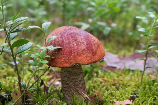 Boleto de xícara de laranja na floresta de outono. Fundo verde atrás do cogumelo — Fotografia de Stock