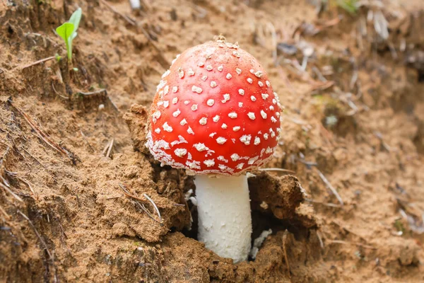 Mosca vermelha agaric crescendo em uma inclinação arenosa — Fotografia de Stock