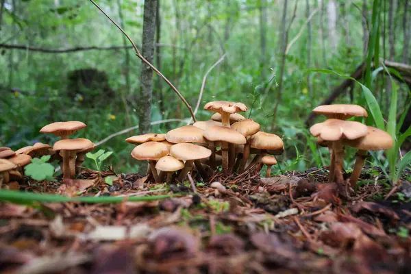 A lot of honey agarics on a stump in the forest — Stock Photo, Image