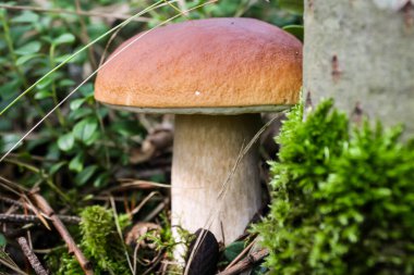 Yenilebilir lezzetli beyaz mantar boletus sonbahar ormanlarında yetişir.