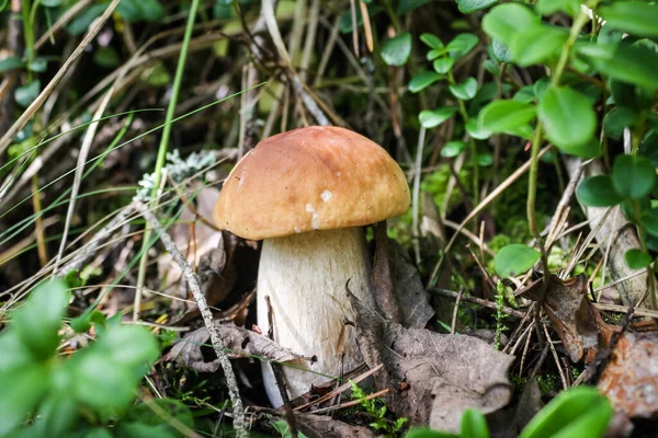 Edible delicacy white mushroom boletus grows in the autumn forest — Stock Photo, Image