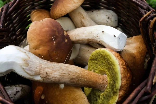 Cesta de mimbre con champiñones cep porcini frescos en el bosque de otoño — Foto de Stock