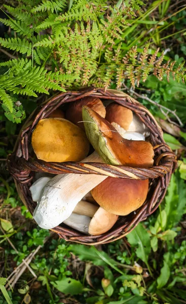 Cesta de vime com cogumelos cep porcini frescos na floresta de outono — Fotografia de Stock